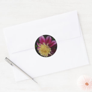 Sticker Rond Dahlia Anémone Rose Floral