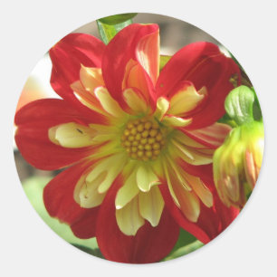 Sticker Rond Dahlia Scarlet