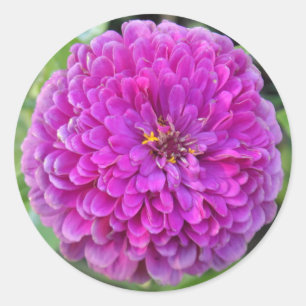 Sticker Rond Dahlia violet