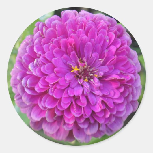 Sticker Rond Dahlia violet (Devant)