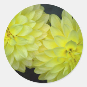 Sticker Rond Dahlias Jaunes
