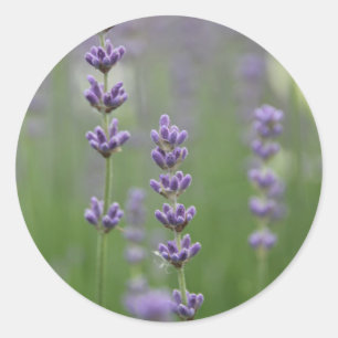 Sticker Rond Dainty Lavender