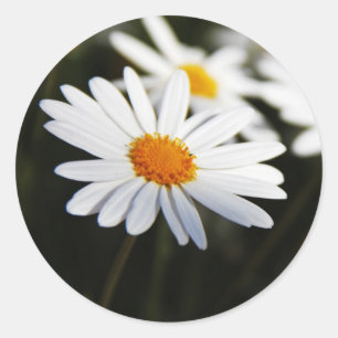 Sticker Rond Daisy