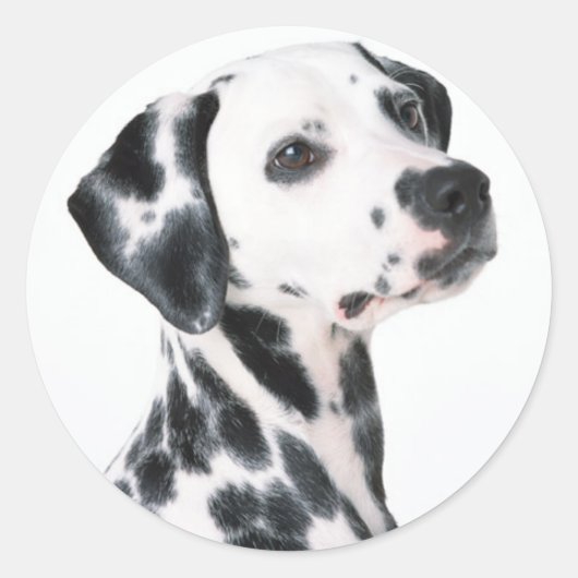 Sticker Rond Dalmatien (Devant)