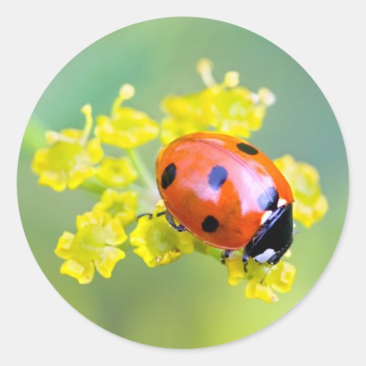 Sticker Rond dame sur le dessus (Devant)