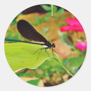 Sticker Rond Damselfly et Rose