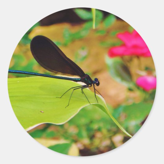 Sticker Rond Damselfly et Rose (Devant)