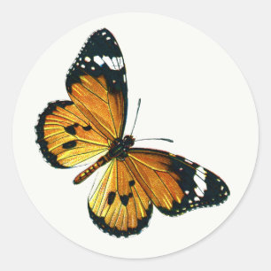 Sticker Rond Danaus chrysippus - Tigre ordinaire ou Reine afric