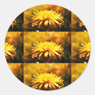 Sticker Rond Dandelion Fleurs Jaunes Vins Printemps