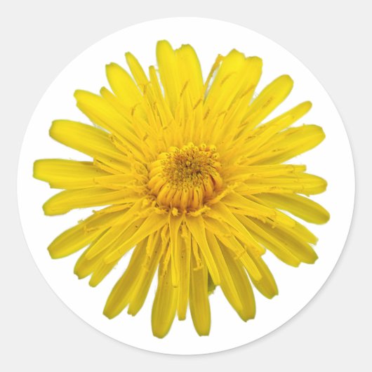 Sticker Rond Dandelion jaune coupé photo (Devant)