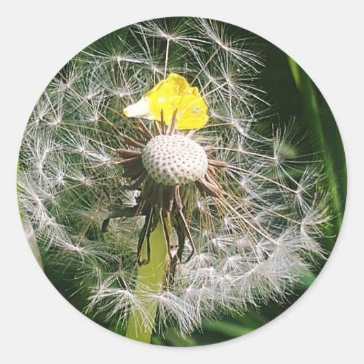 Sticker Rond Dandelion mignon (Devant)