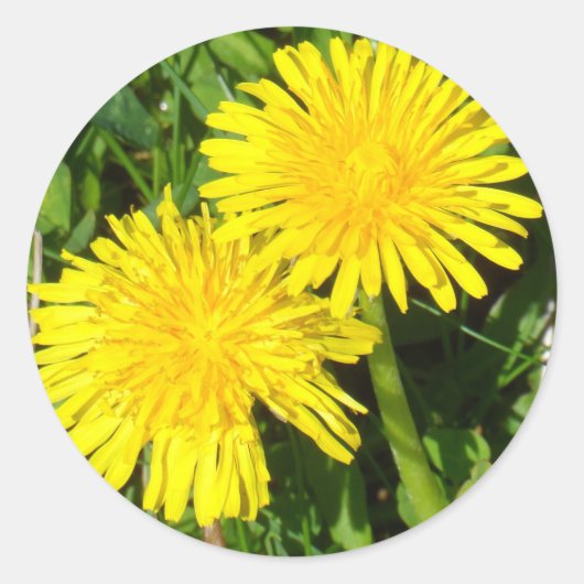 Sticker Rond Dandelions (Devant)