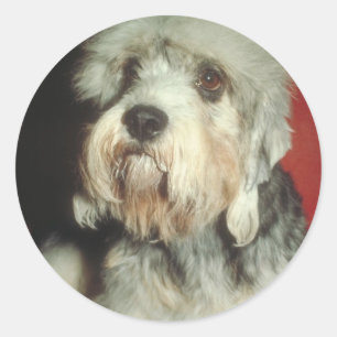 Sticker Rond Dandie Dinmont Terrier