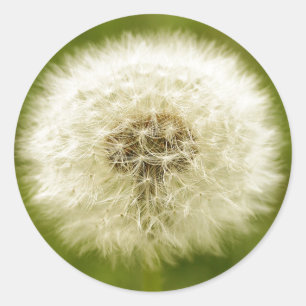 Sticker Rond Dandy Lion