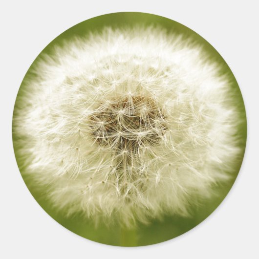 Sticker Rond Dandy Lion (Devant)