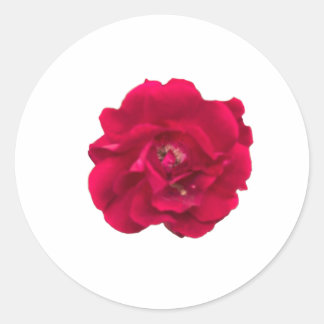 Sticker Rond Dark Red Rose