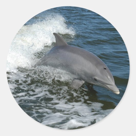 Sticker Rond Dauphin (Devant)
