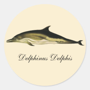 Sticker Rond Dauphin Delphinus Delphis, Animaux Marins Vintage