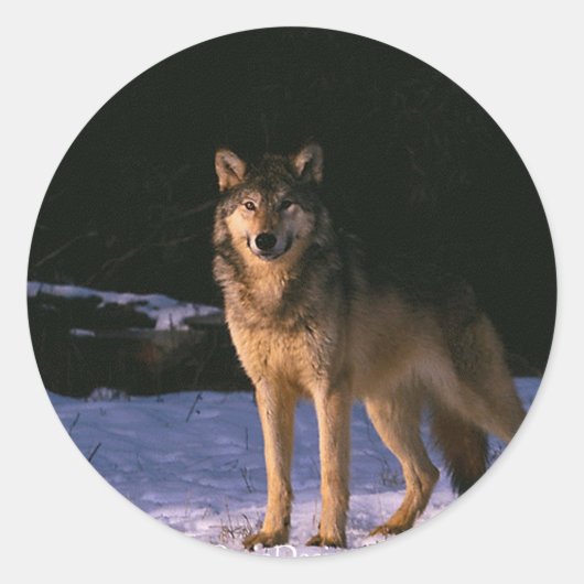 Sticker Rond de beaux animaux sauvages (Devant)