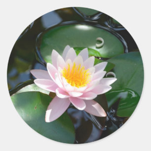 Sticker rond de nénuphar