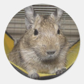 Sticker Rond Degu (Devant)