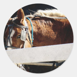 Sticker Rond Derrière la clôture Cheval Amish