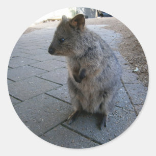 Sticker Rond "Des coups de bâton en Australie : une Quokka gris