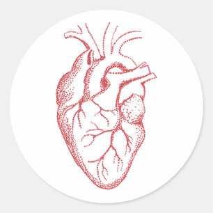 Sticker Rond Dessin d'anatomie cardiaque humaine