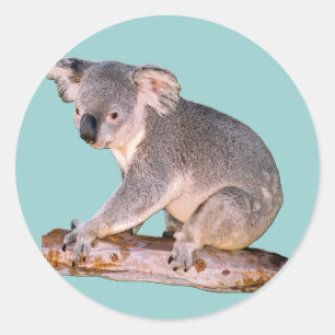 Sticker Rond Dessin de koala