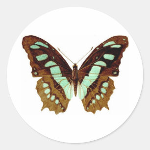 Sticker Rond Dessin de papillon de machaon