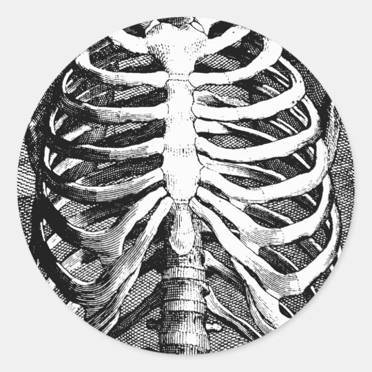Sticker Rond Dessin Vintage D Une Cage Thoracique Zazzle Be