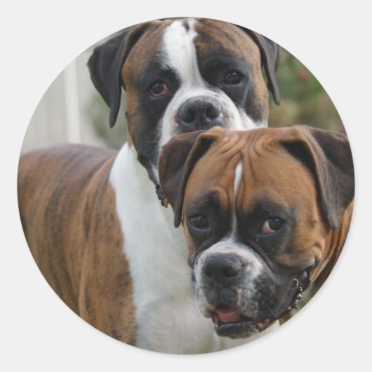 Sticker Rond Deux chiens de boxe (Devant)