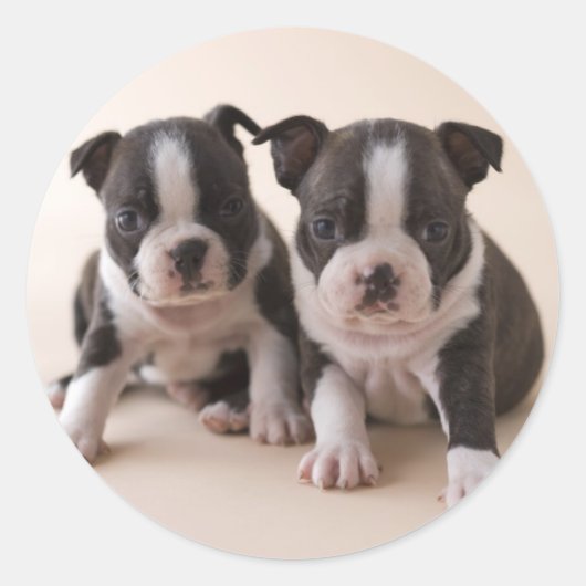 Sticker Rond Deux Chiots de Boston Terrier (Devant)