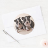Sticker Rond Deux Chiots de Boston Terrier (Enveloppe)