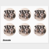 Sticker Rond Deux Chiots de Boston Terrier (Feuille)