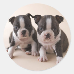 Sticker Rond Deux chiots de Boston Terrier