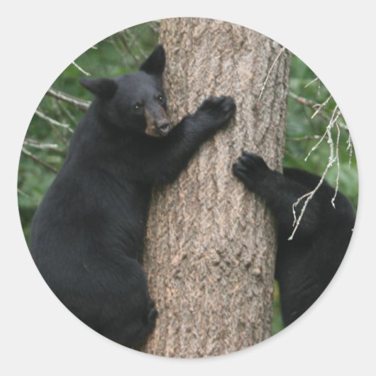 Sticker Rond deux ours dans un arbre (Devant)