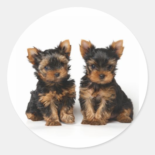 Sticker Rond Deux petits superbes (Devant)