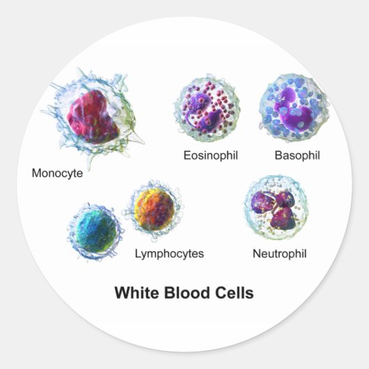Sticker Rond Diagramme des cellules de sang blanc Leukocytes (Devant)