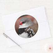 Sticker Rond Diamond Fidétaillant Finch (Enveloppe)