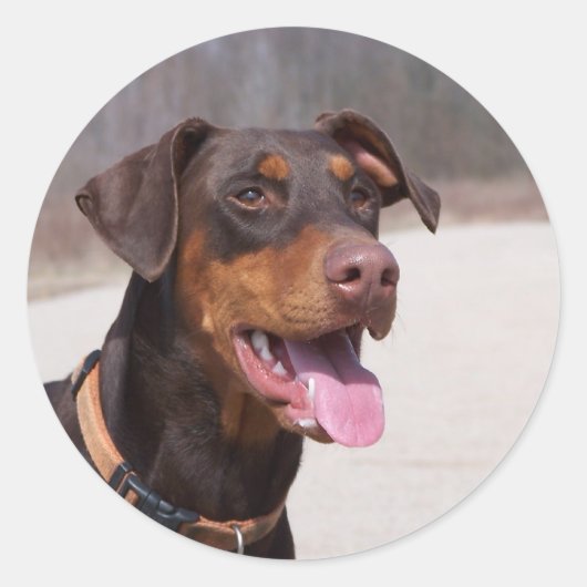 Sticker Rond Doberman (Devant)