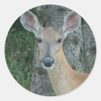 Doe Eyes Beautiful Deer Whitetail Scrapbooking