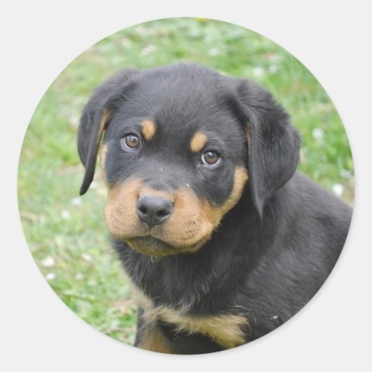 Sticker Rond Doggy McDogface Rottweiler Puppy (Devant)