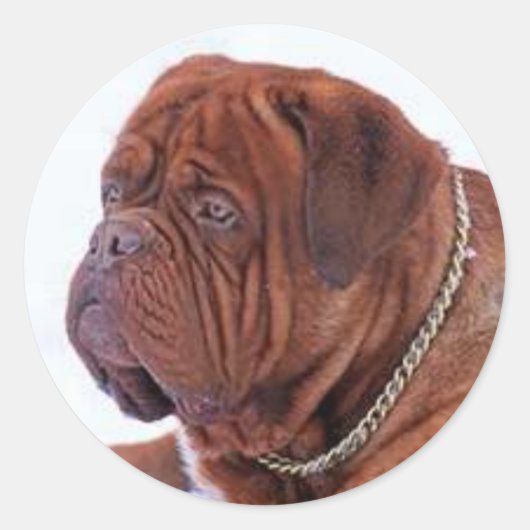 Sticker Rond Dogue De Bordeaux (Devant)