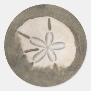 Sticker Rond Dollar de sable (Echinarachnius parma)
