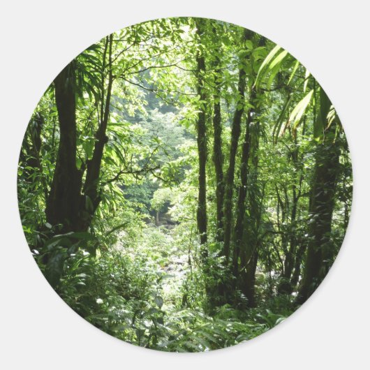 Sticker Rond Dominicain Forêt de pluie II Vert tropical (Devant)