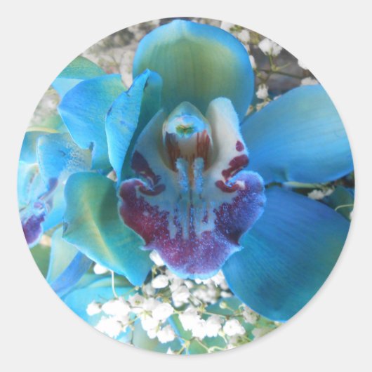 Sticker Rond Donella (Devant)