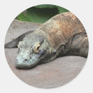 Sticker Rond Dragon de Komodo (Varanus komodoensis),