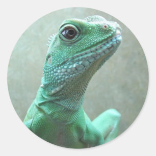 Sticker Rond Dragon d'eau chinois