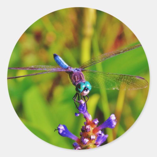 Sticker Rond Dragonfly (Devant)
